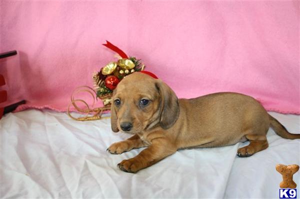 Dachshund