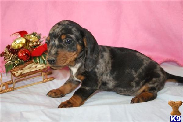 Dachshund