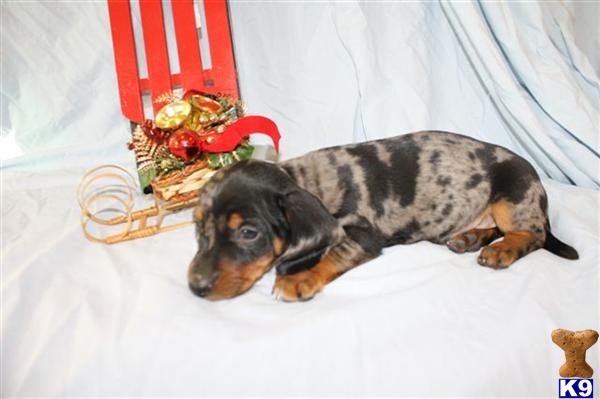 Dachshund