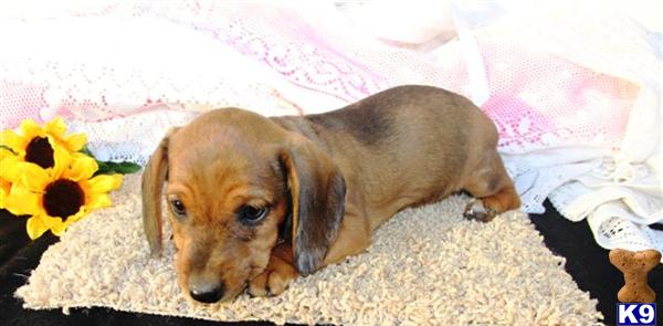 Dachshund