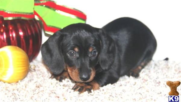 Dachshund