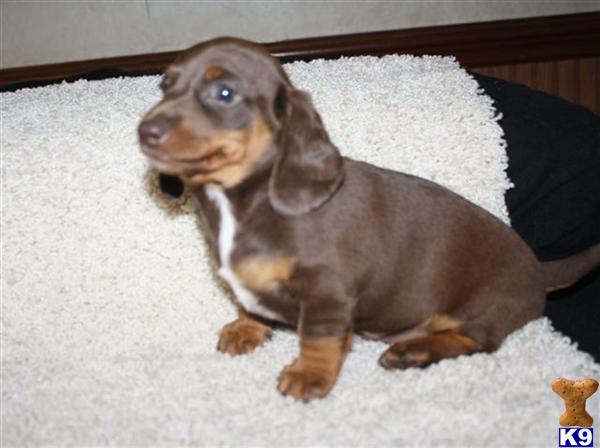 Dachshund