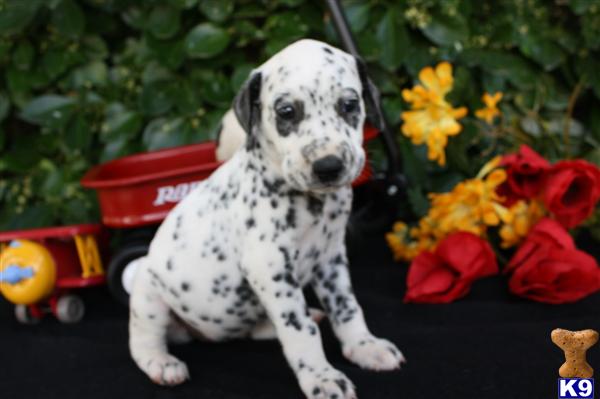 Dalmatian