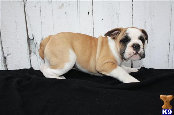 English Bulldog