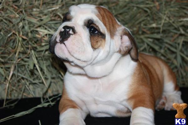 English Bulldog