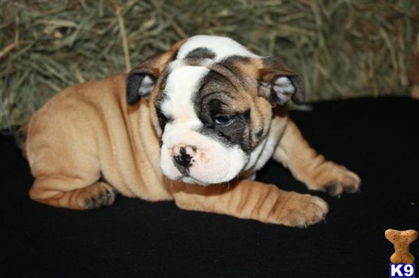 English Bulldog