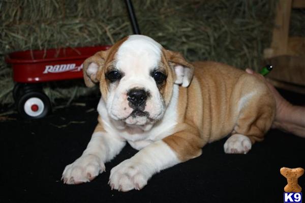 English Bulldog