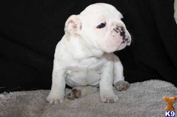 English Bulldog