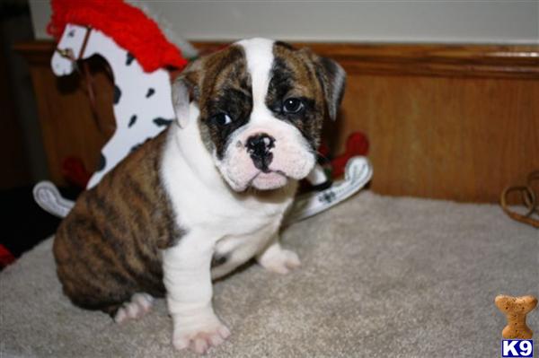 English Bulldog