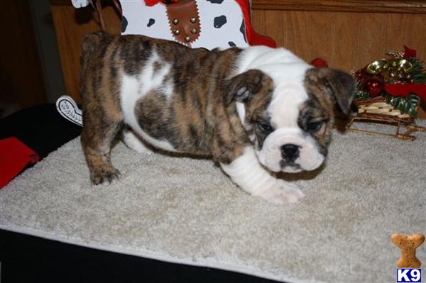 English Bulldog