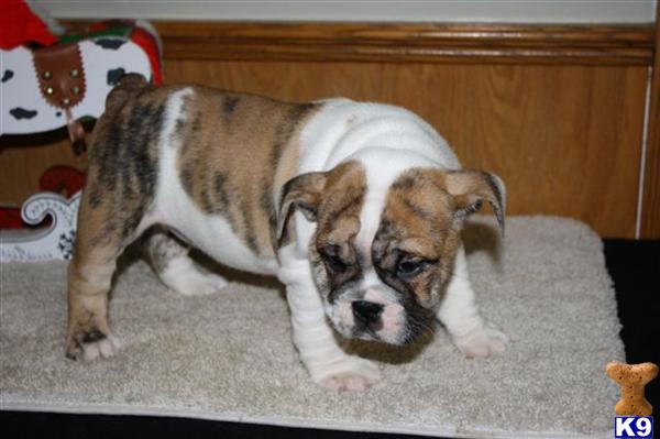 English Bulldog