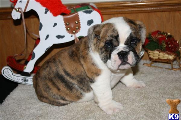 English Bulldog