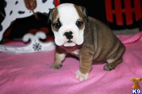 English Bulldog