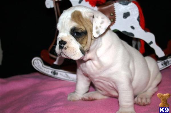 English Bulldog