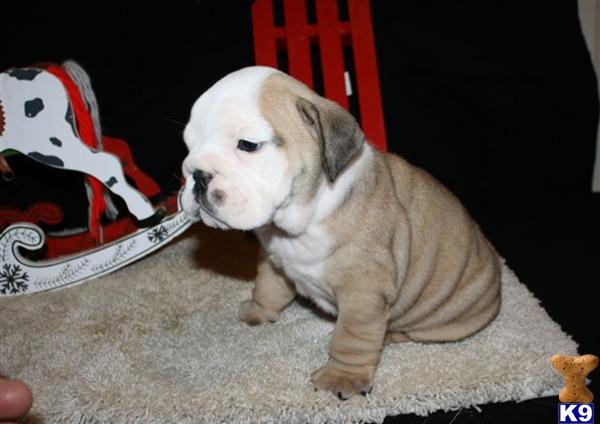 English Bulldog