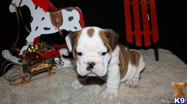 English Bulldog