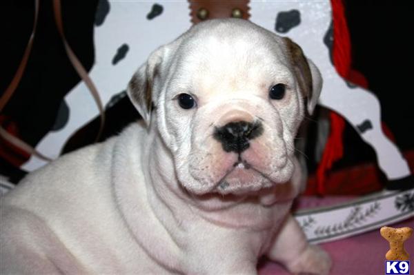 English Bulldog