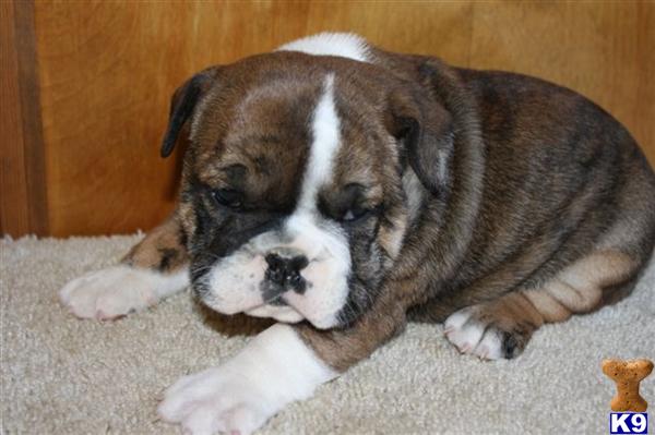 English Bulldog