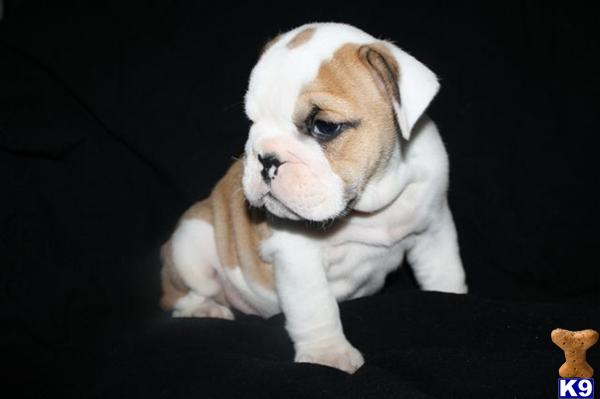 English Bulldog