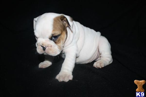 English Bulldog