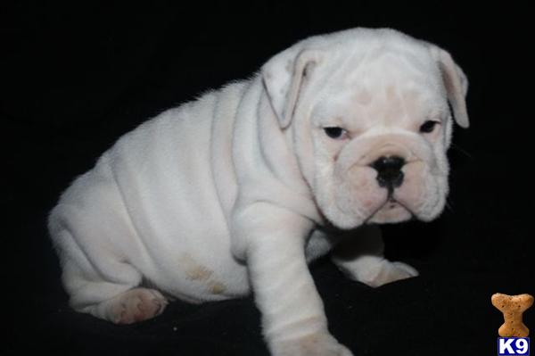 English Bulldog