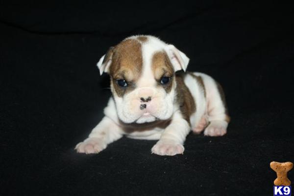 English Bulldog