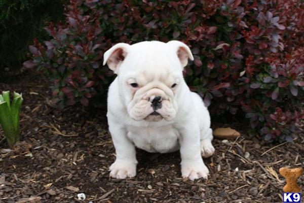 English Bulldog