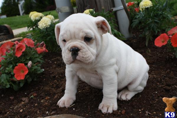 English Bulldog