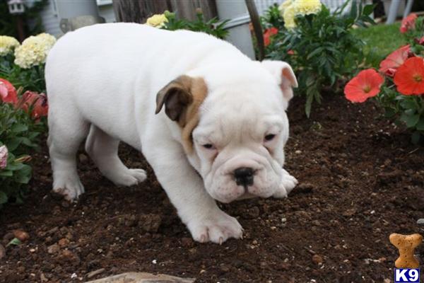 English Bulldog