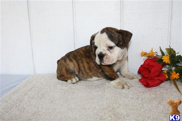 English Bulldog