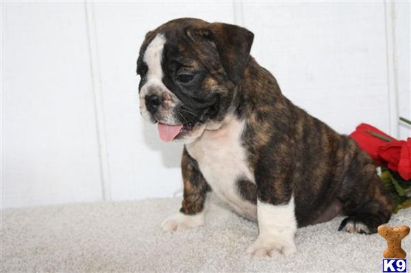 English Bulldog