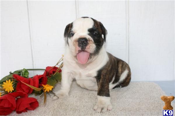 English Bulldog