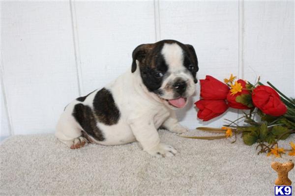 English Bulldog