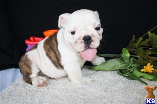 English Bulldog