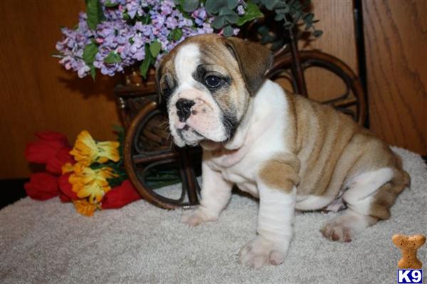 English Bulldog