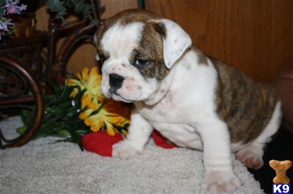 English Bulldog