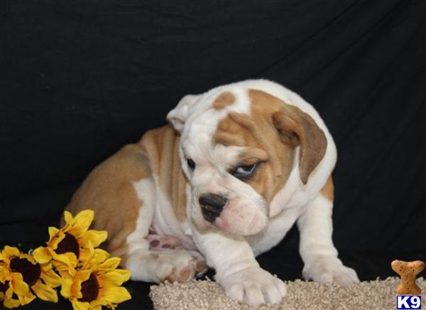 English Bulldog