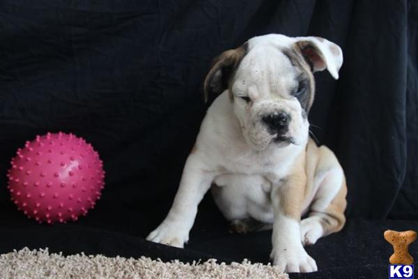 English Bulldog