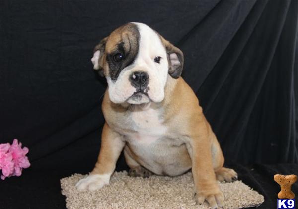 English Bulldog