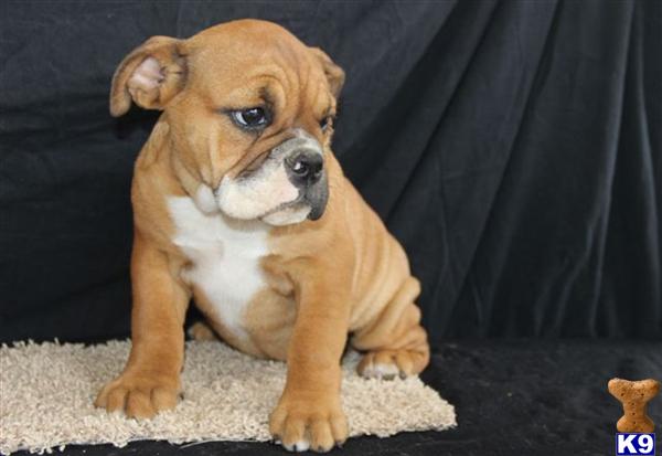 English Bulldog