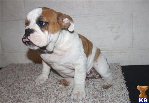 English Bulldog