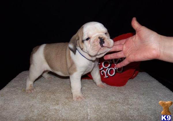 English Bulldog