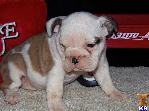 English Bulldog