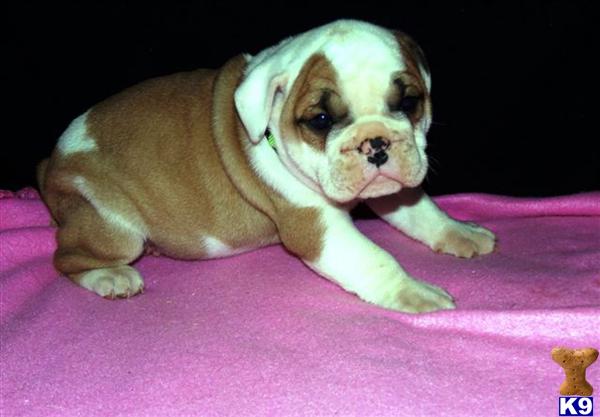 English Bulldog