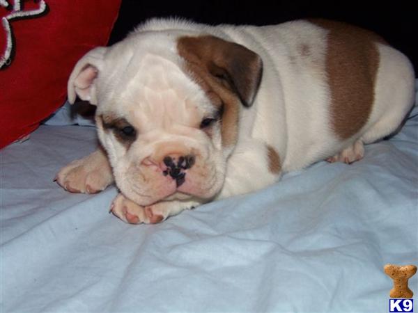 English Bulldog