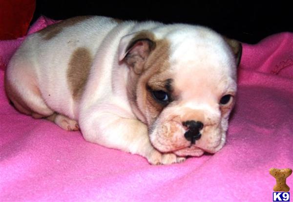 English Bulldog