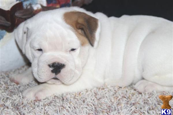 English Bulldog