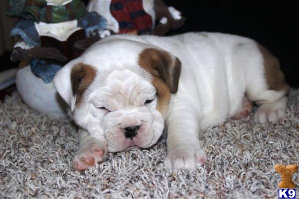 English Bulldog