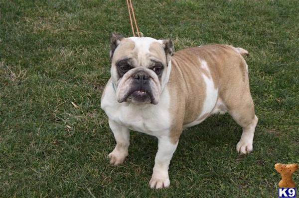 English Bulldog dog