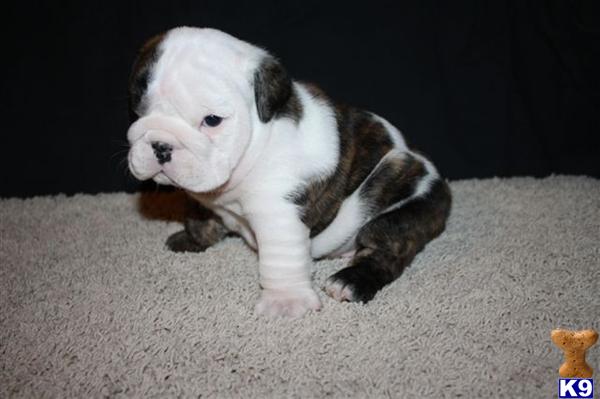 English Bulldog